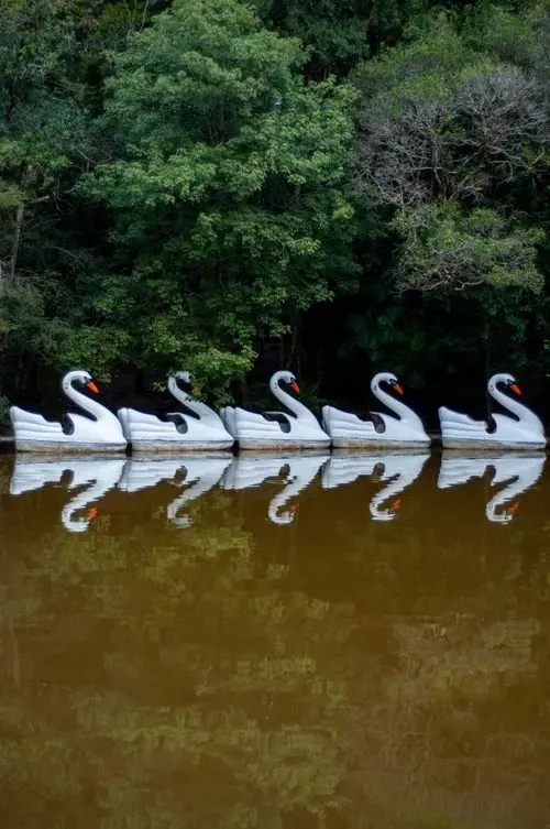 Pedalinhos de cisne no Lago Negro de Gramado em dia tranquilo.